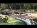 Disney World Animal Kingdom Warthog