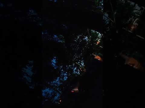 Eyvah Neye Yarar  (Champ mix)