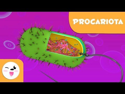La célula procariota y sus partes - Ciencias Naturales- Vídeo educativo para niños