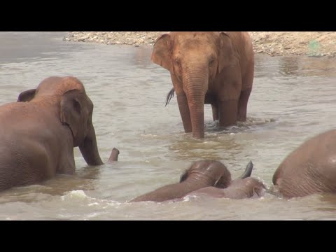 Elephant Thong Ae Join Pyi Mai and Chaba Herd Enjoying In The River - ElephantNews