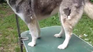 Husky fur removing