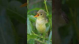 Download lagu nyanyian burung penyanyi melodius, burung penyanyi melodius, suara burung penyanyi melodius, burung penyanyi melodius xeno canto mp3 Download lagu nyanyian burung penyanyi melodius, burung penyanyi melodius, suara burung penyanyi melodius, burung penyanyi melodius xeno canto mp3