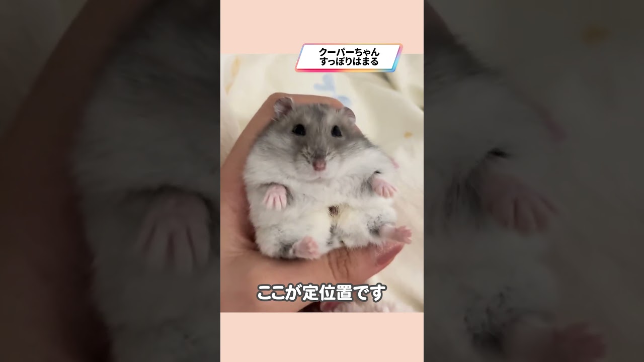 すっぽりおさまるハムスターが可愛い【ててらぼペット部】