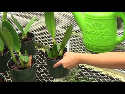 Watering Your Orchids - AOG