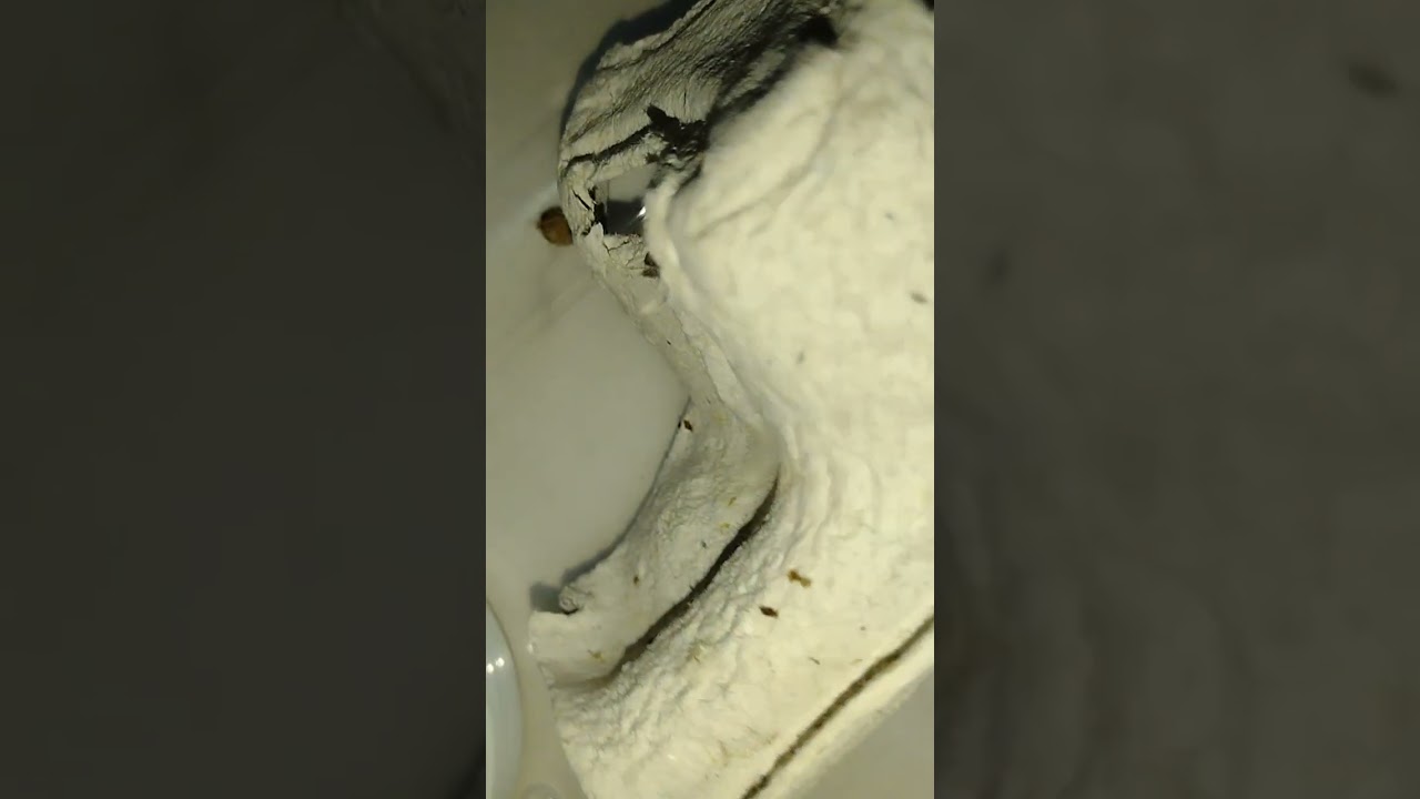 Clean House 🥃🥃🥃#fortnite #prank #youtube