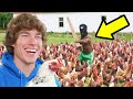 I Bought 100 Chickens To Annoy My Neighbors