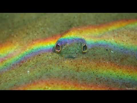 TIHOMIR TV - MORSKI PAUK (Official Educational Video)