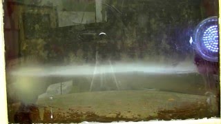 Deadly "fog" - Ctenophore Time Lapse