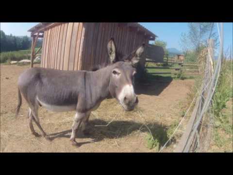 Die fleißige Rolltreppe