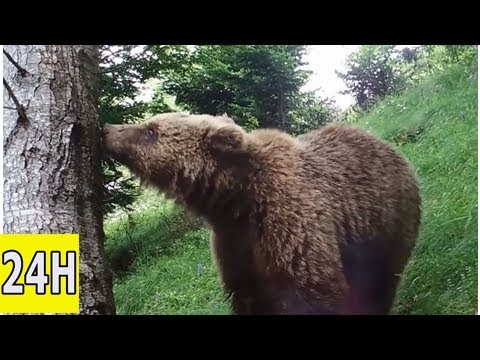 Pourquoi la réintroduction d’ours est un sujet explosif