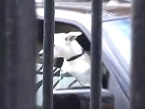 Jhonny Peralta's Dgo