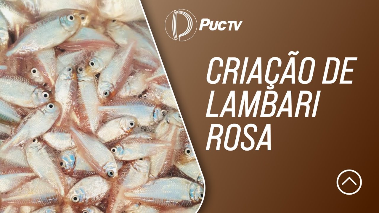 CRIAÇÃO DE LAMBARI ROSA