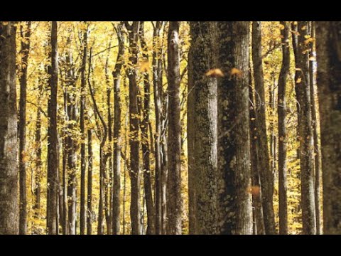 Sefer Melachim Alef Ch 6 Pt 3 Of Wood & Gold