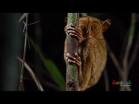 Wild Side of Sarawak