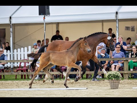 Kat. Nr. 12 - Bundesturnier Fohlenauktion (1. Präsentation)