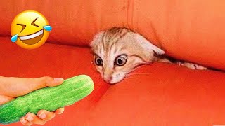 Try Not To Laugh 😆 Funniest Cats and Dogs 2023 😹🐶 Part 6