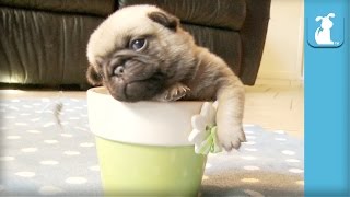5 Pug Puppy Moments To Make You SQUEE! - Puppy Love