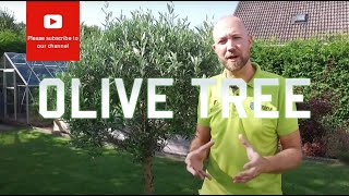 All you need to know about Olive tree (Olea europea)