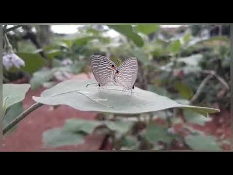 Indian cupid butterfly/മാരൻ ചിത്രശലഭം