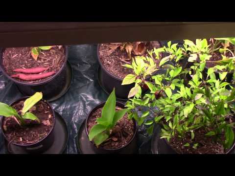 Explosive Ember Pepper Growing From Seedling Through The Summer