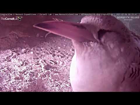 Tropicbird Nestling's Last Moments on Cam Before Fledging – July 4, 2021