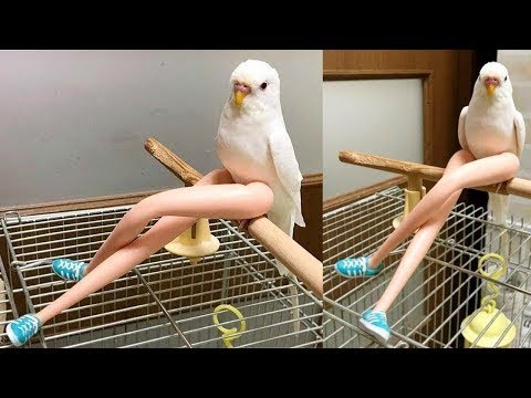 Funny Parrots Going Crazy 🤣 Cutest Parrots Compilation 2021