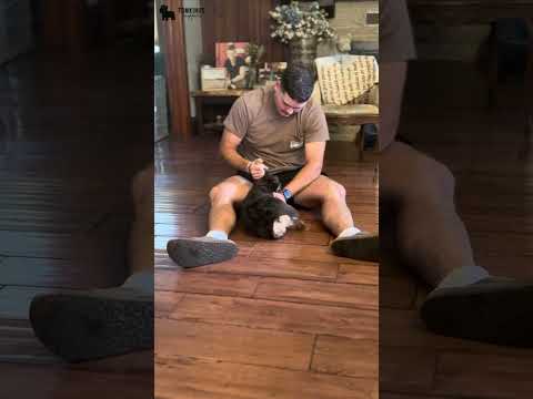 Video 5