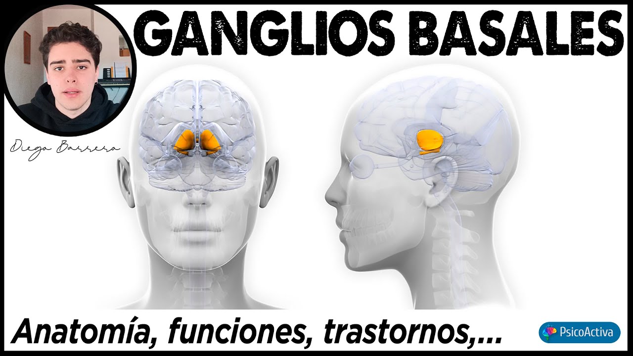 Qué son los Ganglios Basales, dónde están ubicados, para qué sirven y qué enfermedades provocan