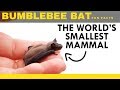 bumblebee bat facts for kids - interesting facts about the bumblebee bat