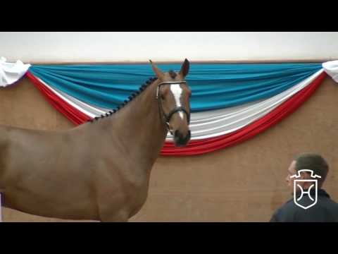 07 Holsteiner Wallach von Cascadello I - Calato - Coriander