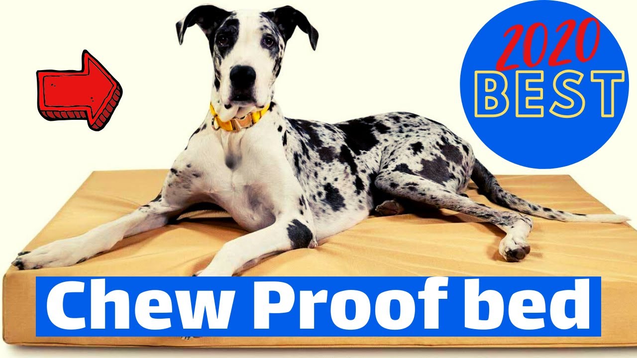 Best Dog Bed for Chewers 2020 | Top 5 Chew Proof Dog Bed.