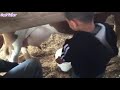 Little Boy Called Cow Breast A Penis
