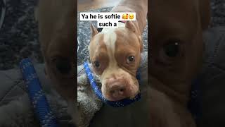 He just a softie #softies #cute #funny #dog #pitbull