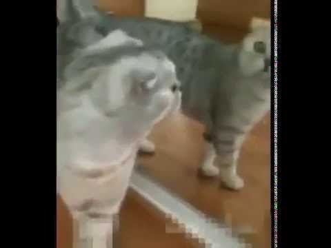 Video Gato Sorprendido y un espejo siniestro   Surprised Cat and a Sinister mirror
