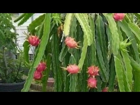 145/Dragon fruit /unboxing video of Jumbo Pink Dragon Fruit/best deal/sabse sasta/vidhyadhar ji