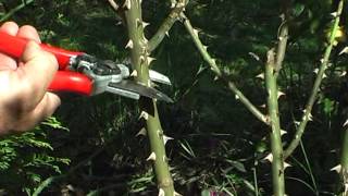 EN PRODUCCION prog 6  Poda de rosas   parte 2