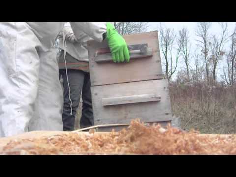 oxalic acid treatment for varroa mites