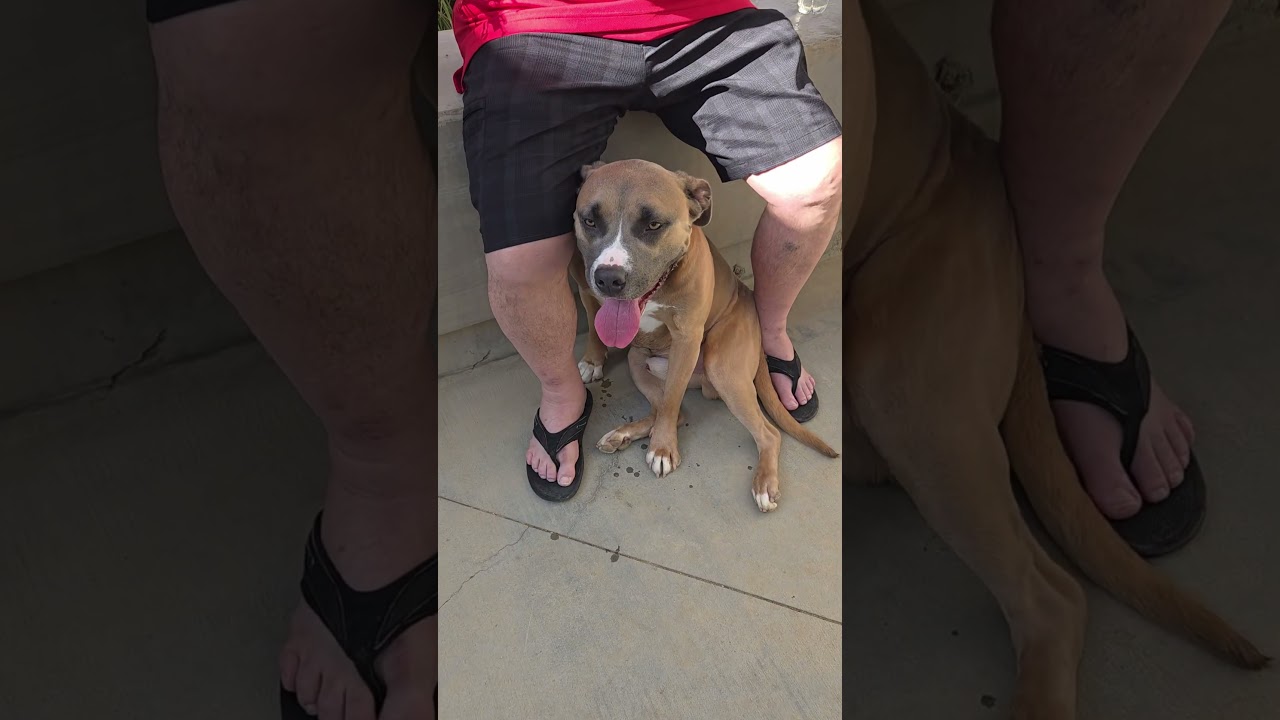 Baron, a ADOPTABLE mixed breed in Murrieta, CA video 4/4