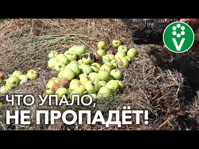 КУДА ДЕВАТЬ ОПАВШИЕ ЯБЛОКИ? Принесут только пользу, если всё сделать по уму