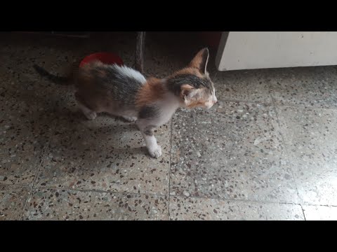 Fun with cat 🐈 |Meaow Meaow | Pet Lovers | Lithika Fam