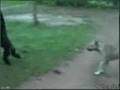 Dog Animation
