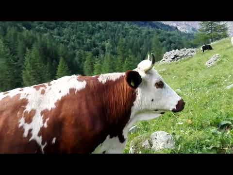 Mucche al Pascolo Balme (TO)