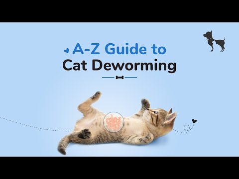 Cat Deworming: Everything You Need to Know