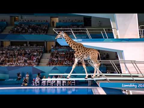 Which Animal Wins the Gold Medal? | Animal Olympics
