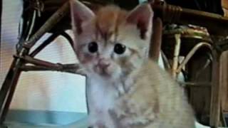 preview picture of video 'Surprised kitty from Skovby Denmark'