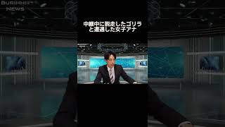 中継中に後ろからゴリラが…#ニュース#放送事故#ブリッヒーニュース