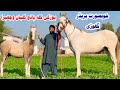 Desi Mare And Her Colt Rural Village Horse Life Horse For Sale Pakistani Local Horse Breed