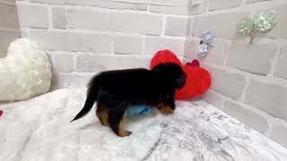 ハーフ犬の動画02