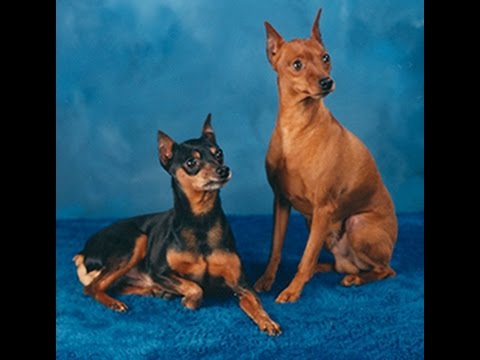 download lagu mp3 mp4 Best Dog Food Brand For Miniature Pinscher, download lagu Best Dog Food Brand For Miniature Pinscher gratis, unduh video klip Best Dog Food Brand For Miniature Pinscher
