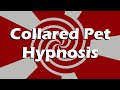 Act Like A Dog Pet Hypnosis